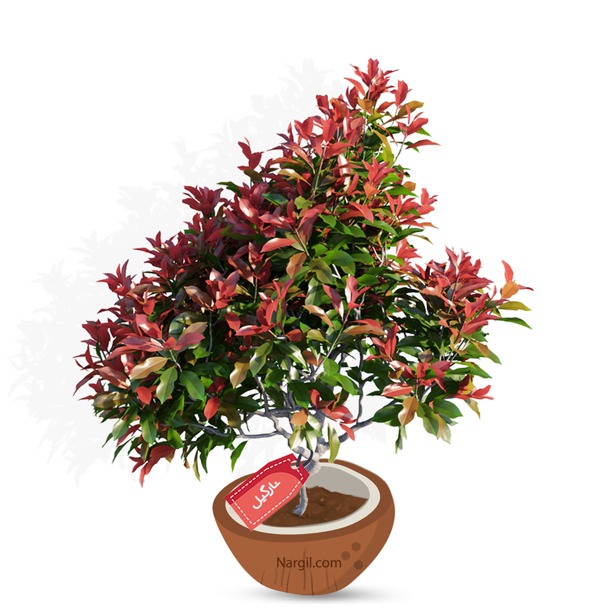 Nargil_Photinia Serrulata